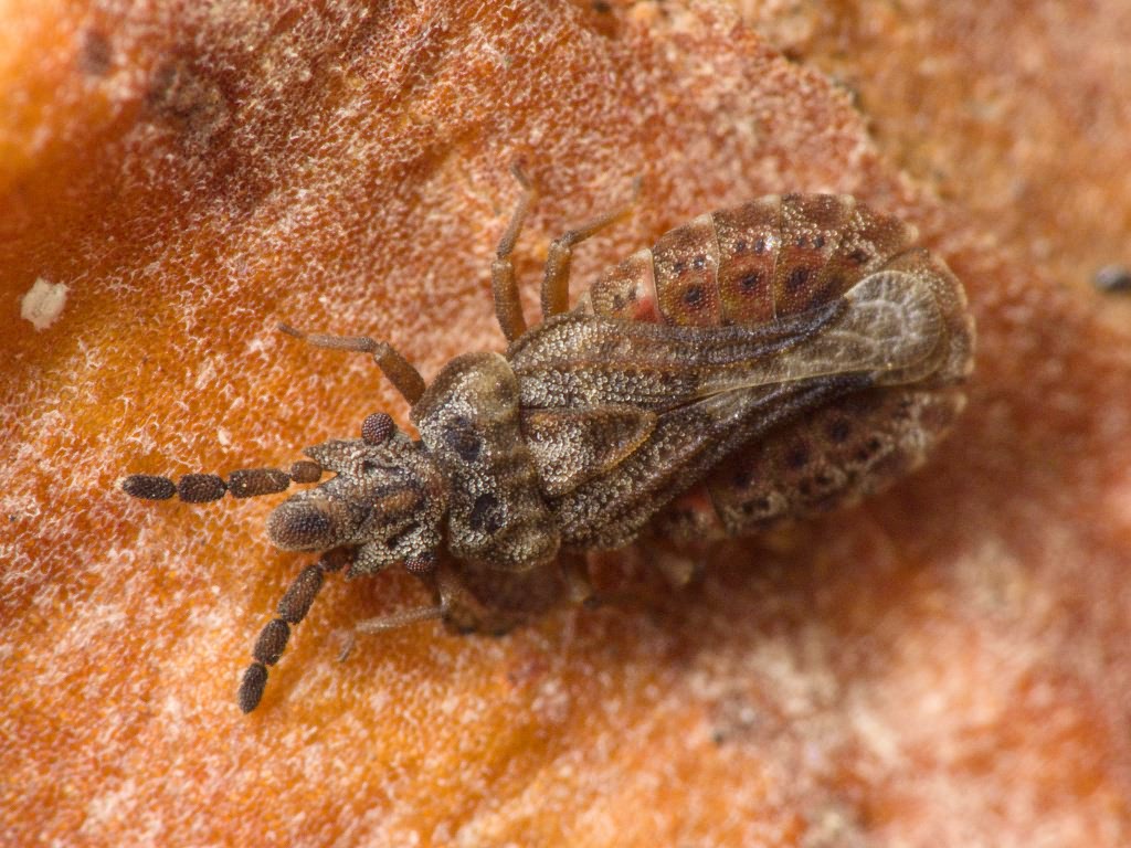 Aradus cinnamomeus Panzer, 1806